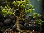Bonsai Plants