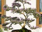 Bonsai Plants