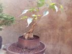 Bonsai Plants