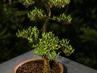 Bonsai Pot
