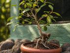 Bonsai Plant
