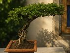 Bonsai Plant