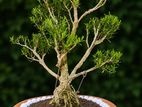 Bonsai Plant