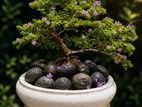 Bonsai Plants