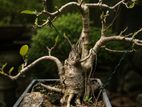 Bonsai Plants
