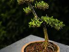 Bonsai Pot