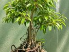 Bonsai Plants
