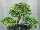 Bonsai plants
