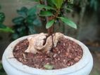 Bonsai Plants