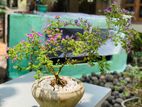 Bonsai Plants
