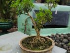 Bonsai Plants