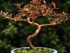 Bonsai Plants