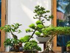 Bonsai Plants