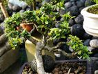 Bonsai Plants