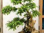 Bonsai Plants