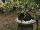 Bonsai Plant