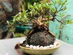 Bonsai Plants
