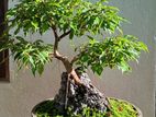 Bonsai tree