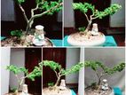 Bonsai Tree