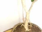 Bonsai Tree