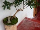 Bonsai Tree