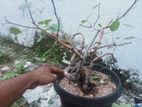 Bonsai Tree