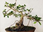 Bonsai Tree