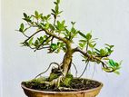Bonsai Tree