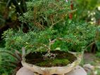 Bonsai Tree