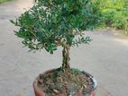 Bonsai Tree