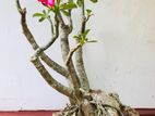bonsai tree