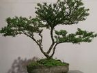 Bonsai Tree