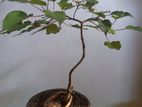 Bonsai tree