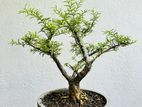 Bonsai Plant
