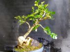 Bonsai Wood Apple Tree