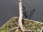 Bonsai Trees