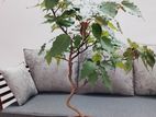 Boo Bonsai