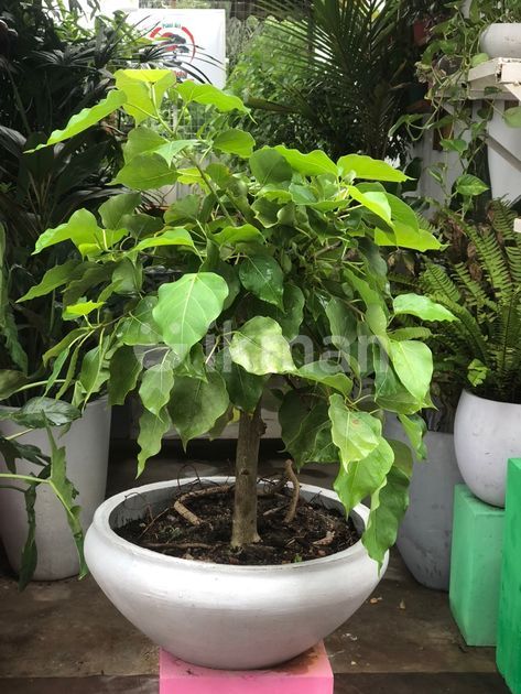 Boo Tree for Sale in Ganemulla | ikman