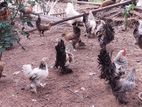 Boot Bantam Chicken