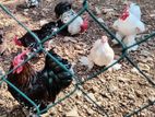 Boot Bantams