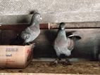 boot piegon