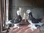 Boot Pigeon
