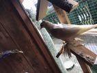 Boot Pigeon