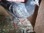 Pigeon