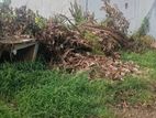 Boralesgamuwa, 11 Perch Rectangular Block of Land for Immediate Sale