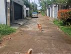 Boralesgamuwa Gangarama Rd 11 Perch Rectangular Block of Land for Sale