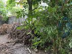 Boralesgamuwa | Valuable Land for Sale