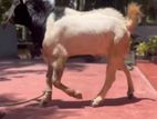Bore male goat
