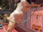 Bore male goat