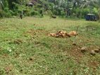 බොරලුගොඩ ඉඩමක් විකිණීමට
